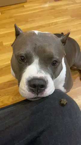 😂 #dogsoftiktok #americanbully #tiktokdogs #dogs #seriousdoggy #petlover #dogs #americanbullyofficial #dogslover #pet