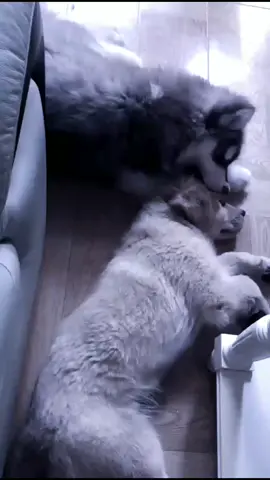 will you help me ?#dog #seeyouagain #Love