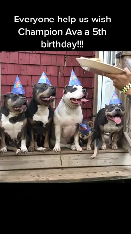 Happy 5th Birthday to the lady taht started it all, Champion Ava 💜 #americanbully #tricolor #bluetri #dogs #dogpack #packlife #doggy #foryou #foryour