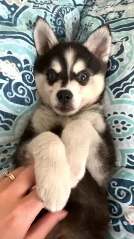I kept ruining his little yawn 🤣 he’s one of a kind 💙🐾 Loki #lokithekleekai #puppy #adorable #tired #fyp #socute #yawn