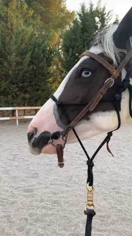 Blue ha messo il filetto per la prima volta !! 😍❤️ #perte #blueeyes #horse #foryou