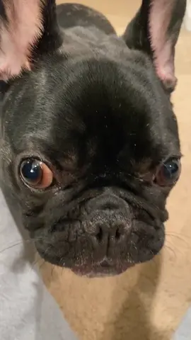 Tried the “you could’ve been nicer to me challenge” he’s the sweetest little puppy #NicerToMe #newtrend #dogsoftiktok #frenchie