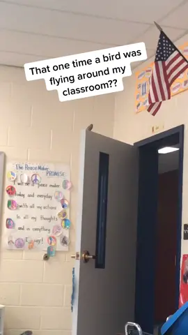 This bird wanted to be our class pet but it kind of freaked me out 🤷🏻‍♀️ #teachersoftiktok #teacherproblems #birds