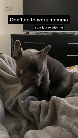Sad Boi Diaries 🥺 #fyp#foryou#foryoupage#frenchie#frenchbulldog#frenchiesoftiktok#sadpuppy#puppydogeyes#stay#cute#poorbaby