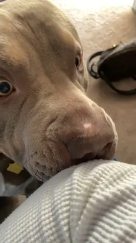 When you come home smelling like another dog... #youcheated #dogsoftiktok #foryourpage