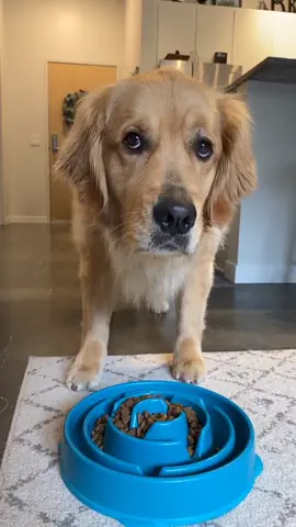 Those eyes? 👀 #goldenretrieverlife #dog #waitaminute