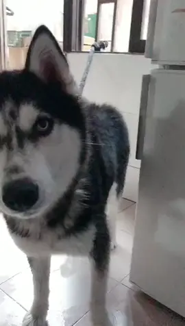I tried this special effect for Erha and laughed at me 😂😂😂#Husky #dog