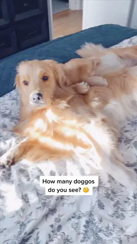 #watermelonsugarhi #goldenretriever