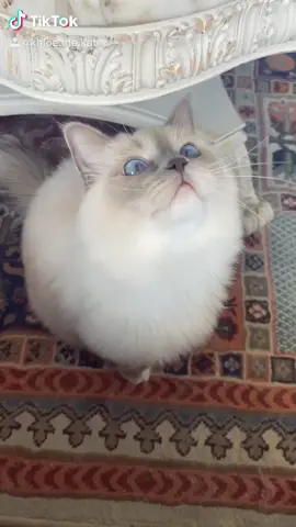 Kitty dance challenge! Help Khloe win! #litterrobot #kittydance #fyp @litterrobot