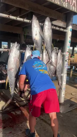 Whack em and stack em #venicelouisiana #venicemarina #deepsouthcharters #yellowfintuna #redsnapper