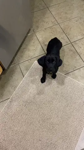 Farting puppy :( #puppy #puppiesoftiktok #dogsoftiktok #gay #dog #cute #fart.