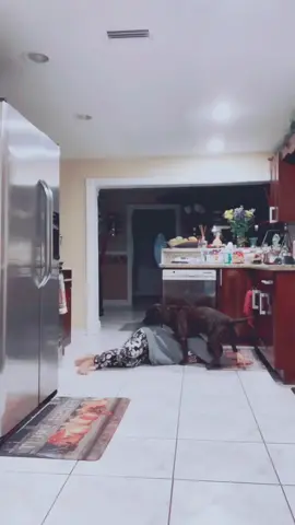 Tried to do the challenge when you fake faint Infront of your dog.. I think mine is broken