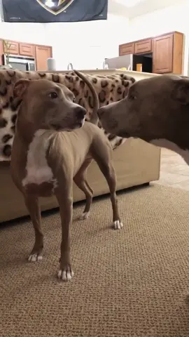 😆 #OneLoveOneHeart #pitbulls #dogs #fy #dogsvideo #foryou
