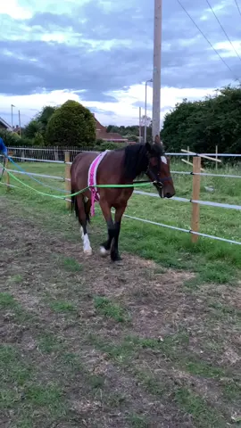 Bambi’s second time with a bit in his mouth and first time long lining! He’s taking things all in his stride! #greenpony #fyp #proud #foryoupage #pony