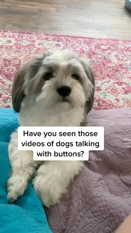 TEST: Do you speak his language? #Manifestation #LetsFaceIt #dogsoftiktok #dogfacts #happyvibes #dogtalking