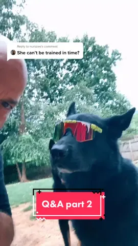 Reply to @nurszee since you guys loved the last one! #k9 #dogsoftiktok #qanda