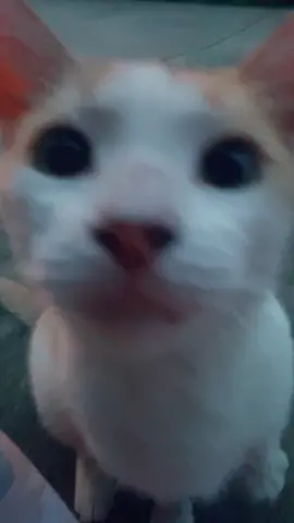 Our dog-cat. #cats #catsoftiktok #catlover #fyp #foryou #foryourpage