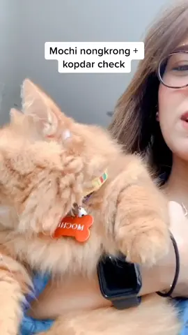 dunia per-nongki-an kochenk, hari ini temu kenal with @callme.citos gengs!! #fypシ #catsoftiktok #kucing