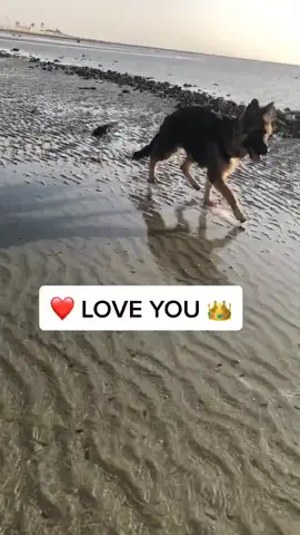 Did I steal it? #meetmypetchallenge #gsd #dog #trend #tiktok #stormthekingshepherd #meetmypet #NotOneThing #CurlsCheck #CottageCore #PetsOfTikTok