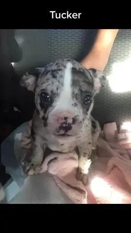 #frechton #tucker #crazyboy #mamasboy