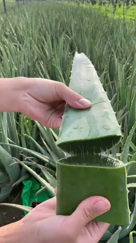 aloe vera 😍#aloe