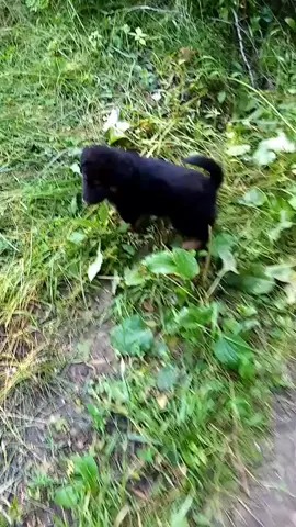 Утром Плюши не было, надеялась, что забрали... Сейчас опять на месте. #бездомышкимои#творидобронавсейземле