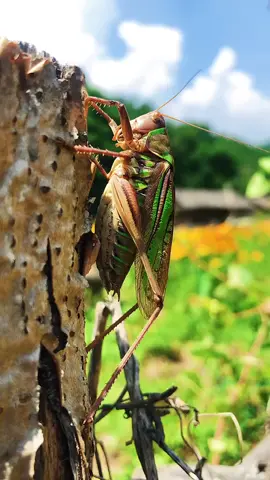 #nature