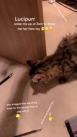 What is going on here Lucipurr!!! #lucipurr  #catmechanic