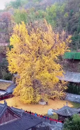 Hundreds years old tree #travel #china #travelchina