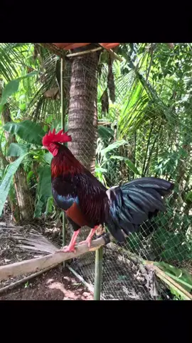 Có ai bị nghiện tiếng gà gáy như mình k? 😄