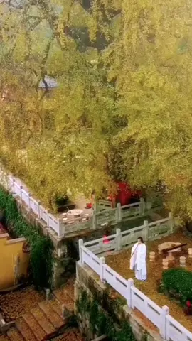 A tree has more than 1500 years, which me me so lonely #travel #tree #lonely #calm #peaceful #fyp #china