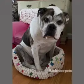 If it fits I sits! Old man Vinnie says the bed is perfect 👌
