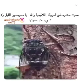 والله ياصوتها مزعج😅😅 #معلومة#معلومات#اكسبلو #معلومات_ذئبون#السعودية#مصر#العراق