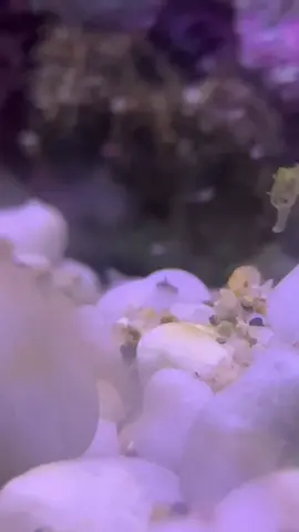 BABY SEAHORSES ARE THE SWEETEST 😍 #sealifesydneyaquarium #seahorse
