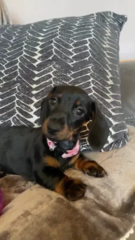That’s just my baby doggy😭🐶❤️ #boo #dayinthelife #mygirl #minaturedachshund
