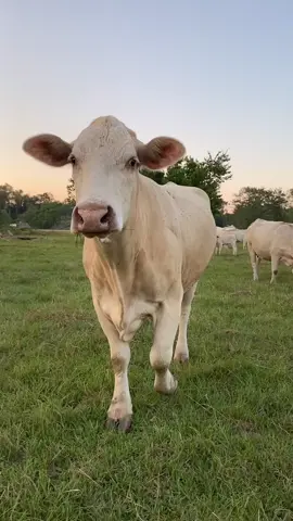 #cows #cowsoftiktok #cowsblike  #farmlife #foryou #fyp #cutecows