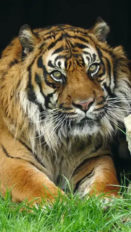 How handsome is Nias our Sumatran tiger? 😻 #tiger #bigcat #bigcatsanctuary #foryou #fyp #cat