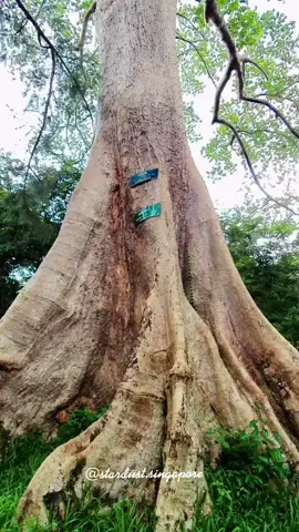 နှစ်ပေါင်း (၁၀၀)ကျော်သက်တမ်းရှိသည့် ရန်ကုန် တက္ကသိုလ်ထဲက 