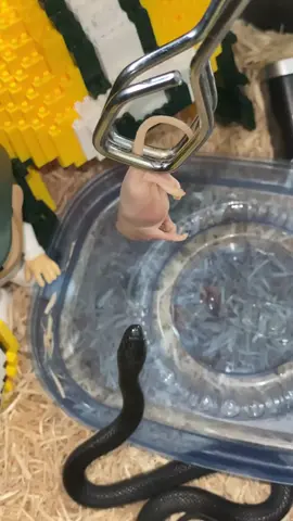 #fyp #snakesoftiktok #viral #rightround