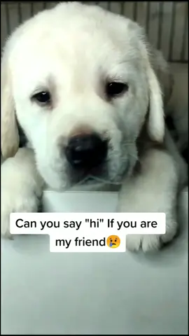 Can you be my friend?#doggy#foryou #foryoupage