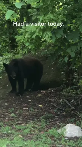 Visit from a large male black bear, guessing over 300lbs. #fyp #blackbear #bear #kentucky #kentuckycheck #foryou