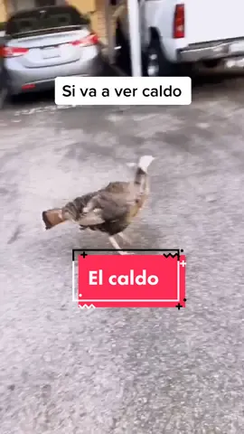 Me tenia bien preocupado 😟 #turkey #turkeyinthecity #elpavo #PetsOfTikTok #pet