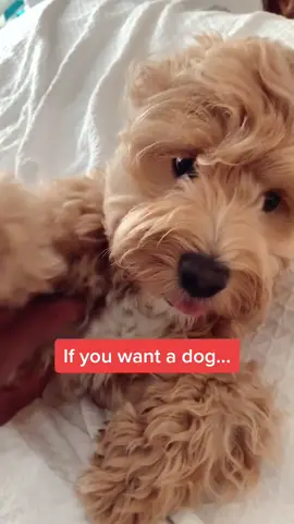 Who wants to get a dog?! #BiggestFan #dogsoftiktok #cutedog #doggo #PetsOfTikTok #petlife
