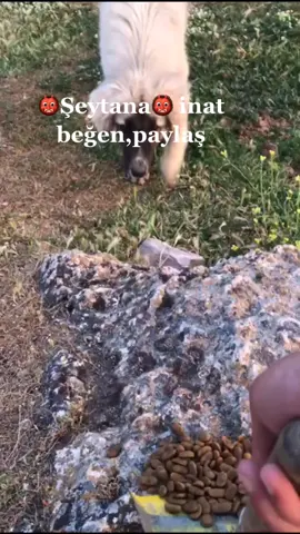 #keşfet #hayvanlarıkoruyalım #takipet #@yusuf_344747#keşfetteyizzz