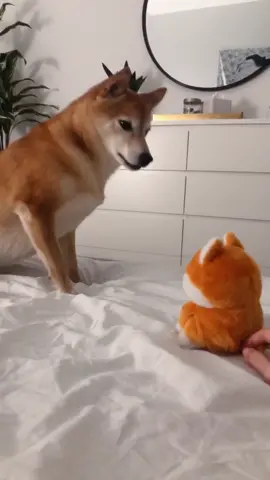 Here’s another one for you all 🐶 (I got the talking shiba toy from amazon) #shiba #shibainu #dog #dogs #dogsoftiktok #fyp #davidstesla lol