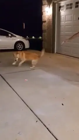 This is what happens when you raise a puppy with a cat 😂 #fyp #foryoupage #puppy #laserbeam #dogchasinglaser #cutie #dogsoftiktok