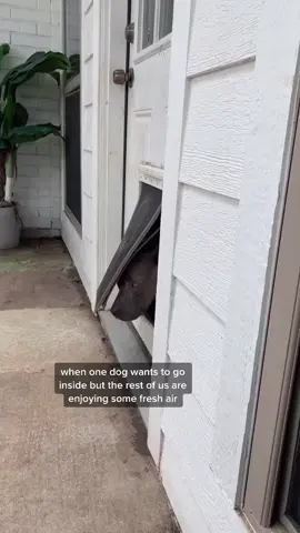 the queen of quarantine #PetsOfTikTok