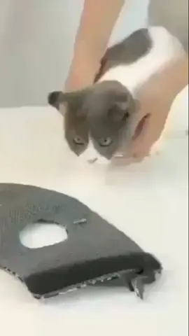 #cat #petlove #catlove #pet #cutcat #cats #mytiktok #cut #catlovers #mycat
