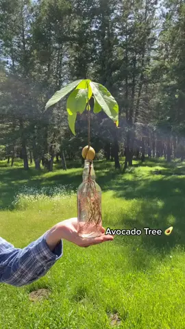 Planting the avocado seed !! 🥰 @mtplanters #fyp #foryou #foryoupage
