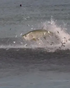 Tarpon busting on mullet schools never gets old! #fish #nature #postamemory #tarpon